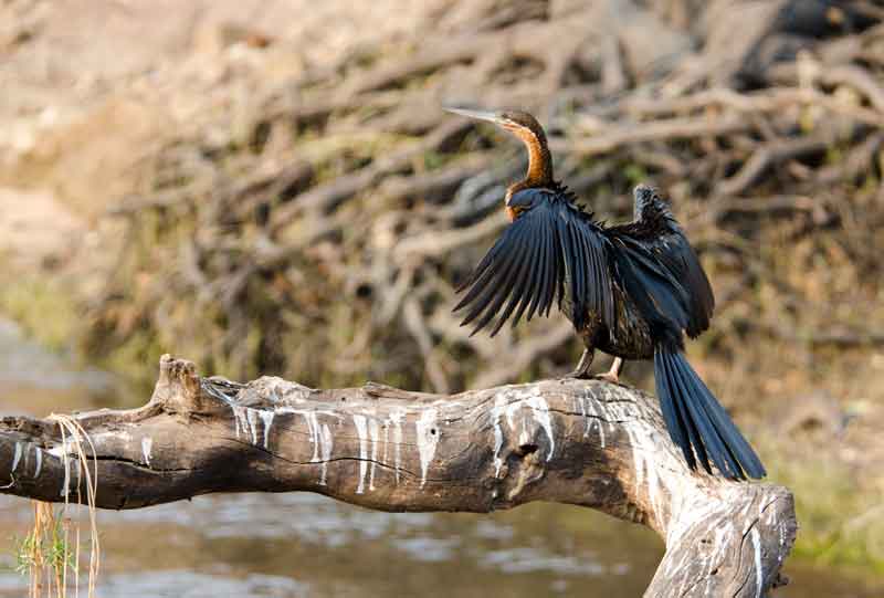Snake Bird - parque nacional de Chobe - Botswana 4.jpg